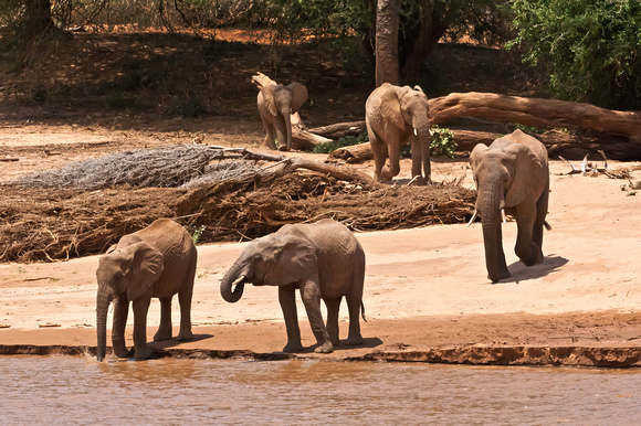 Elephants to Water