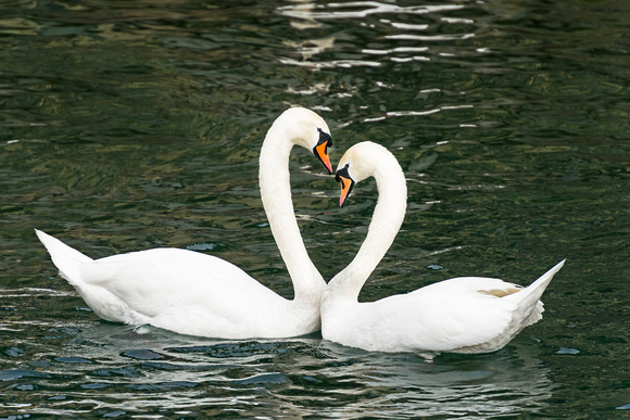 Swans - Lucerne