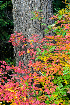 Oregon Autumn Leaves