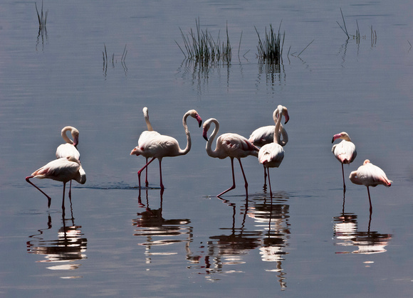 Flamingoes - Lake Nakuru National Park