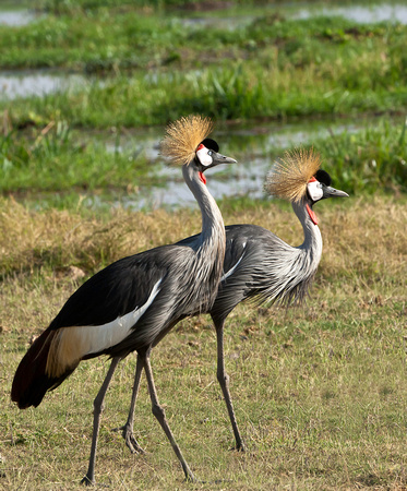 Crowned cranes