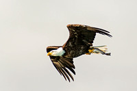 Bald Eagle with Fish