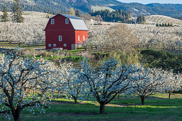 Tree Blossoms - Hood River Valley, Oregon