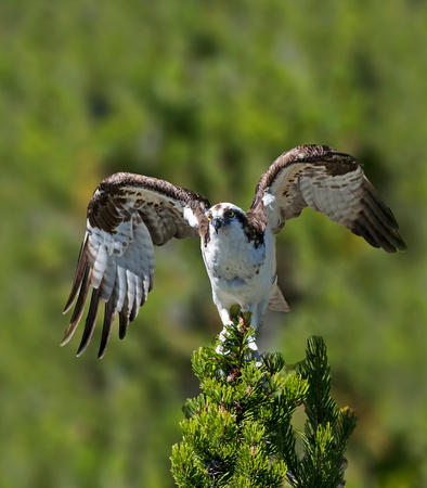 Osprey Taking Flight