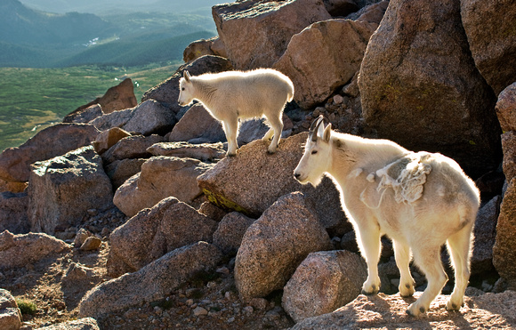 Mountain Goats - Colorado