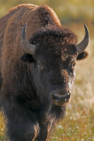 Teton National Park Buffalo
