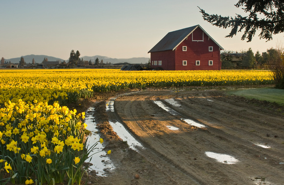 Daffodils and Barn