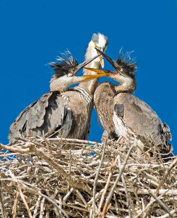 Great Blue Heron Feeding Chicks