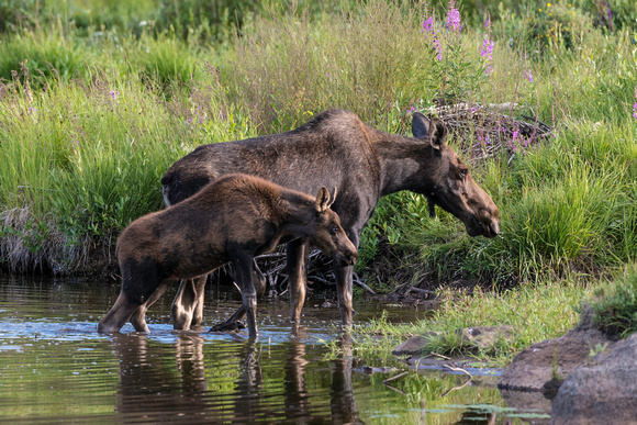 Moose near Lake City, Colorado
