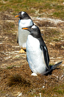 Gentoo Penguins-Falkland Islands