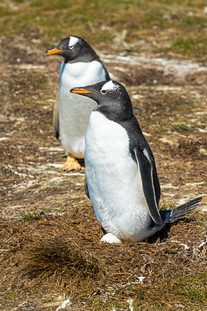 Gentoo Penguins-Falkland Islands