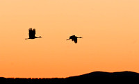 Sandhill Cranes - Bosque del Apache National Wildlife Refuge
