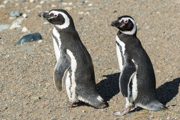 Magellanic Penguins-Magdalena Island, Chile