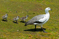 Upland Goose-Falkland Islands