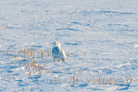 Snowy on Ground