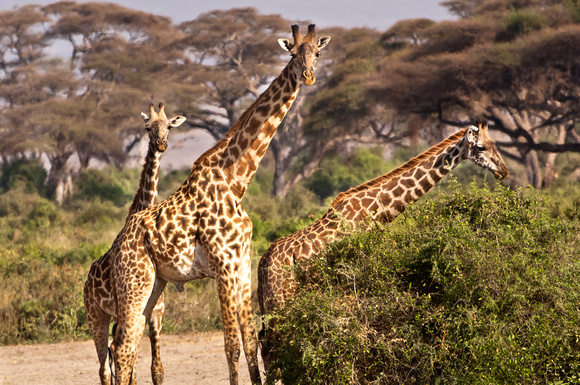 Giraffes Feeding - Amboseli National Park