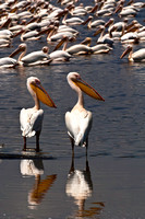 Pelicans - Lake Nakuru National Park