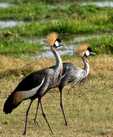 Crowned cranes