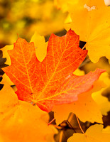 Maple Leaf