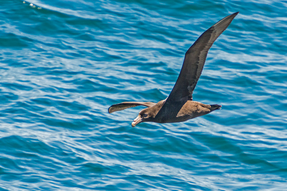 Northern Giant Petrel - Argentina