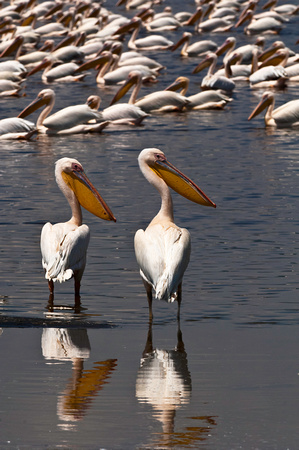 Pelicans - Lake Nakuru National Park
