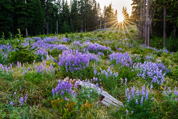 Lupine Meadow - Mount Hood