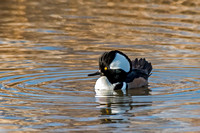 Hooded Merganser
