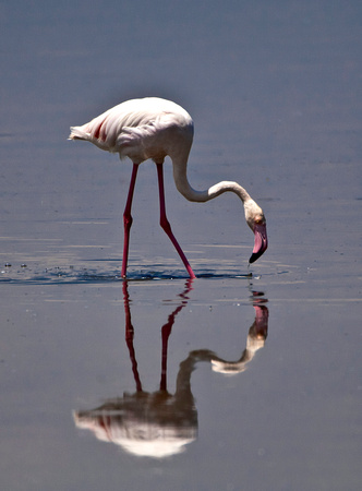 Flamingo - Lake Nakuru National Park