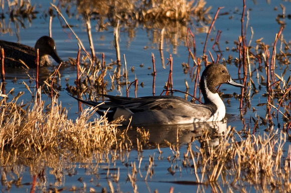 Pintail Ducks - Bosque del Apache NWR