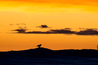 Snowy Owl at Sunset