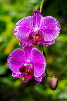 Orchids - Big Island, Hawaii