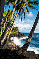 Palms and Rocks - Big Island, Hawaii