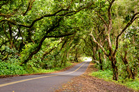 Road - South End Big Island, Hawaii