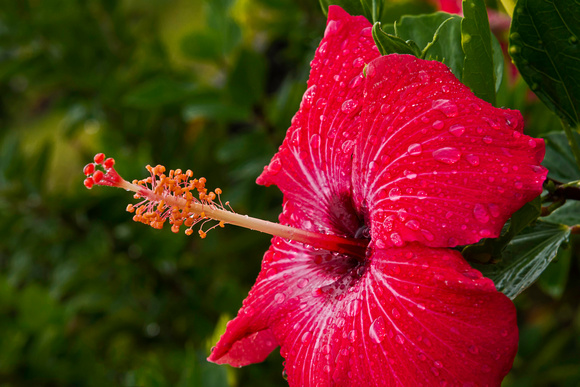 Big Island, Hawaii - Hibiscus