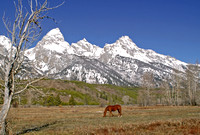 Tetons and Horse