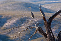 Great Blue Heron - Bosque del Apache National Wildlife Refuge