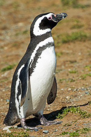 Magellanic Penguin-Magdalena Island, Chile