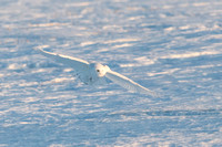 Snowy Maneuvering toward Prey