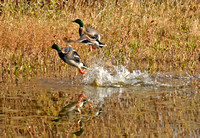 Mallard Drakes - Bosque del Apache National Wildlife Refuge