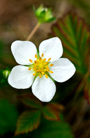 Wild Strawberry Blossom