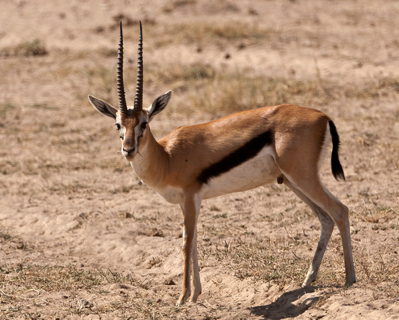 Thomson Gazelle - Samburu National Reserve