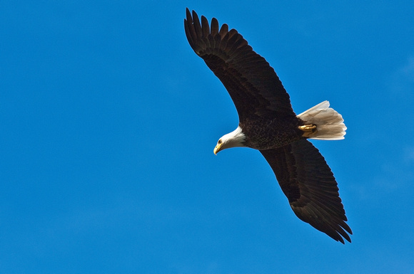 Eagle - Sitka Bay