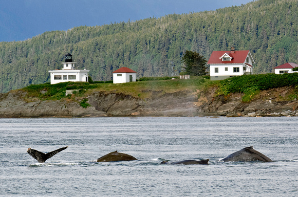 Whales - Point Retreat Llighthouse