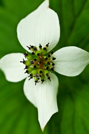 Sitka Trillium Flower