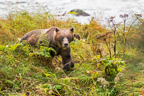 Grizzly Bear near Haines