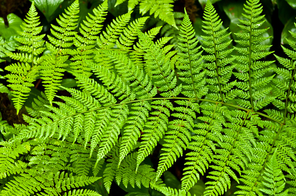 Fern - Ketchikan Rain Forest