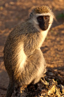 Vervet Monkey - Lake Nakuru National Park