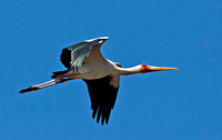 Yellow-billed Stork - Lake Nakuru National Park