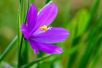 Grass Widow Flower - Oregon
