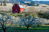 Tree Blossoms - Hood River Valley, Oregon